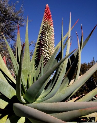 Aloe speciosa young inflorescence